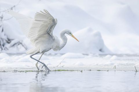 Fotoausstellung Fotoverein Halver - Ein Wasservogel / c Foto Ulrich Diez